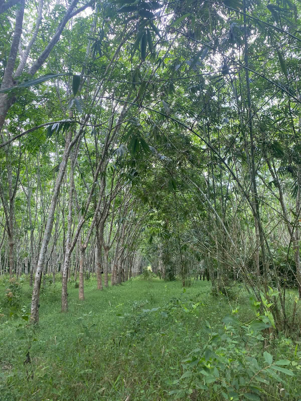 Agroforestry Latex Plantation